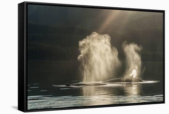 USA, Alaska, Tongass National Forest. Humpback whales spout on surface.-Jaynes Gallery-Framed Stretched Canvas