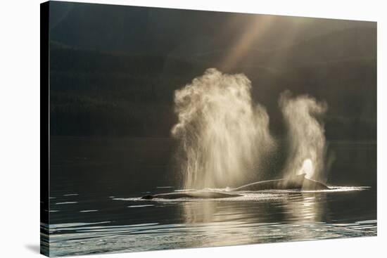 USA, Alaska, Tongass National Forest. Humpback whales spout on surface.-Jaynes Gallery-Stretched Canvas