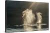 USA, Alaska, Tongass National Forest. Humpback whales spout on surface.-Jaynes Gallery-Stretched Canvas