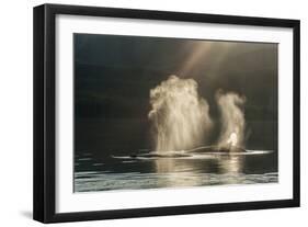 USA, Alaska, Tongass National Forest. Humpback whales spout on surface.-Jaynes Gallery-Framed Photographic Print