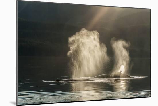 USA, Alaska, Tongass National Forest. Humpback whales spout on surface.-Jaynes Gallery-Mounted Photographic Print