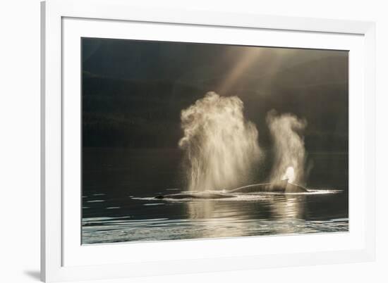 USA, Alaska, Tongass National Forest. Humpback whales spout on surface.-Jaynes Gallery-Framed Premium Photographic Print