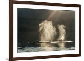 USA, Alaska, Tongass National Forest. Humpback whales spout on surface.-Jaynes Gallery-Framed Premium Photographic Print