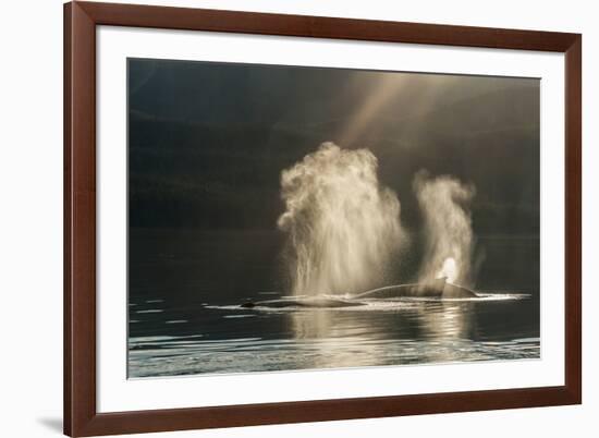 USA, Alaska, Tongass National Forest. Humpback whales spout on surface.-Jaynes Gallery-Framed Premium Photographic Print