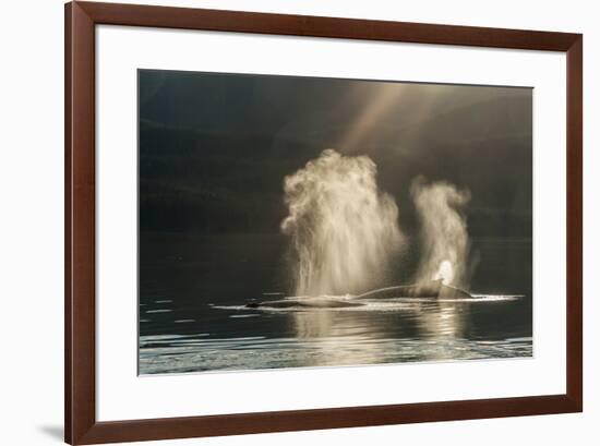 USA, Alaska, Tongass National Forest. Humpback whales spout on surface.-Jaynes Gallery-Framed Premium Photographic Print