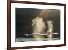 USA, Alaska, Tongass National Forest. Humpback whales spout on surface.-Jaynes Gallery-Framed Premium Photographic Print