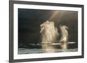 USA, Alaska, Tongass National Forest. Humpback whales spout on surface.-Jaynes Gallery-Framed Premium Photographic Print