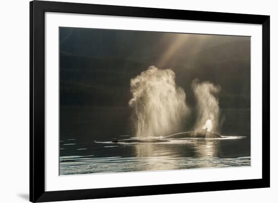 USA, Alaska, Tongass National Forest. Humpback whales spout on surface.-Jaynes Gallery-Framed Photographic Print