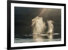 USA, Alaska, Tongass National Forest. Humpback whales spout on surface.-Jaynes Gallery-Framed Photographic Print