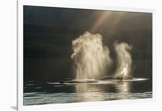 USA, Alaska, Tongass National Forest. Humpback whales spout on surface.-Jaynes Gallery-Framed Photographic Print