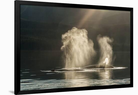 USA, Alaska, Tongass National Forest. Humpback whales spout on surface.-Jaynes Gallery-Framed Photographic Print