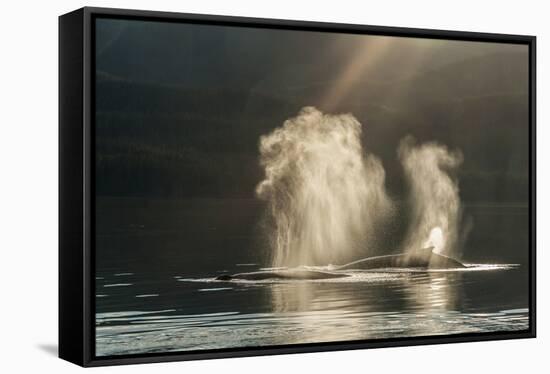 USA, Alaska, Tongass National Forest. Humpback whales spout on surface.-Jaynes Gallery-Framed Stretched Canvas