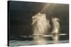 USA, Alaska, Tongass National Forest. Humpback whales spout on surface.-Jaynes Gallery-Stretched Canvas
