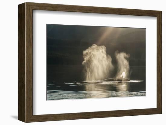 USA, Alaska, Tongass National Forest. Humpback whales spout on surface.-Jaynes Gallery-Framed Photographic Print