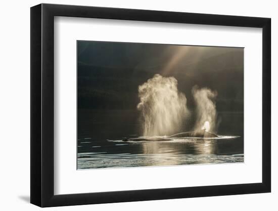 USA, Alaska, Tongass National Forest. Humpback whales spout on surface.-Jaynes Gallery-Framed Photographic Print