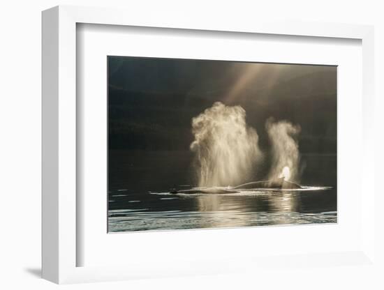USA, Alaska, Tongass National Forest. Humpback whales spout on surface.-Jaynes Gallery-Framed Photographic Print