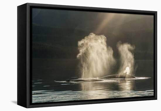 USA, Alaska, Tongass National Forest. Humpback whales spout on surface.-Jaynes Gallery-Framed Stretched Canvas