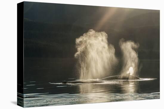 USA, Alaska, Tongass National Forest. Humpback whales spout on surface.-Jaynes Gallery-Stretched Canvas