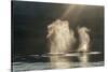 USA, Alaska, Tongass National Forest. Humpback whales spout on surface.-Jaynes Gallery-Stretched Canvas