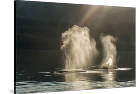 USA, Alaska, Tongass National Forest. Humpback whales spout on surface.-Jaynes Gallery-Stretched Canvas