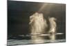 USA, Alaska, Tongass National Forest. Humpback whales spout on surface.-Jaynes Gallery-Mounted Photographic Print