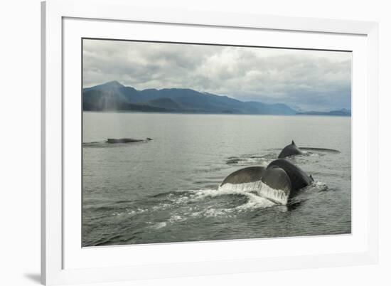 USA, Alaska, Tongass National Forest. Humpback whales surfacing & diving.-Jaynes Gallery-Framed Premium Photographic Print