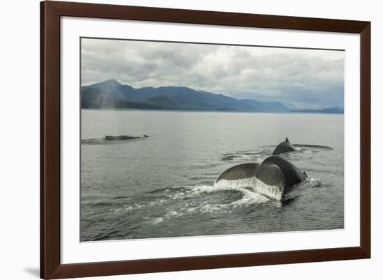 USA, Alaska, Tongass National Forest. Humpback whales surfacing & diving.-Jaynes Gallery-Framed Premium Photographic Print