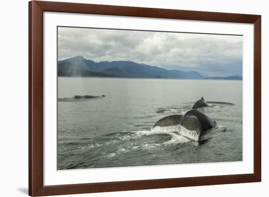 USA, Alaska, Tongass National Forest. Humpback whales surfacing & diving.-Jaynes Gallery-Framed Premium Photographic Print