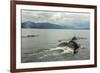 USA, Alaska, Tongass National Forest. Humpback whales surfacing & diving.-Jaynes Gallery-Framed Premium Photographic Print