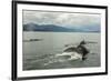 USA, Alaska, Tongass National Forest. Humpback whales surfacing & diving.-Jaynes Gallery-Framed Premium Photographic Print