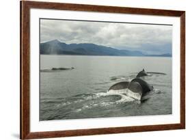 USA, Alaska, Tongass National Forest. Humpback whales surfacing & diving.-Jaynes Gallery-Framed Premium Photographic Print