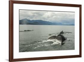 USA, Alaska, Tongass National Forest. Humpback whales surfacing & diving.-Jaynes Gallery-Framed Premium Photographic Print