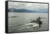 USA, Alaska, Tongass National Forest. Humpback whales surfacing & diving.-Jaynes Gallery-Framed Stretched Canvas
