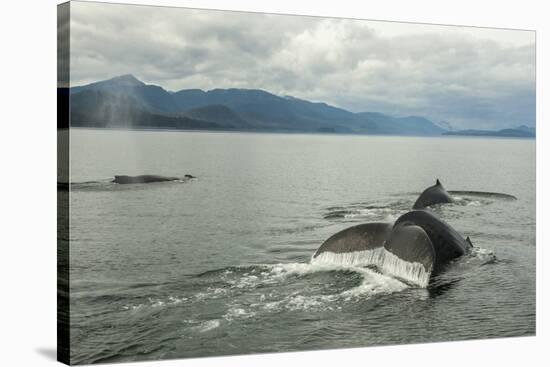 USA, Alaska, Tongass National Forest. Humpback whales surfacing & diving.-Jaynes Gallery-Stretched Canvas