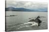 USA, Alaska, Tongass National Forest. Humpback whales surfacing & diving.-Jaynes Gallery-Stretched Canvas