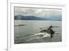 USA, Alaska, Tongass National Forest. Humpback whales surfacing & diving.-Jaynes Gallery-Framed Photographic Print