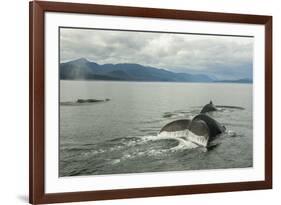 USA, Alaska, Tongass National Forest. Humpback whales surfacing & diving.-Jaynes Gallery-Framed Photographic Print