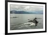 USA, Alaska, Tongass National Forest. Humpback whales surfacing & diving.-Jaynes Gallery-Framed Photographic Print