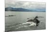 USA, Alaska, Tongass National Forest. Humpback whales surfacing & diving.-Jaynes Gallery-Mounted Photographic Print