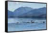 USA, Alaska, Tongass National Forest. Humpback whales surfacing & diving.-Jaynes Gallery-Framed Stretched Canvas