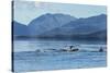 USA, Alaska, Tongass National Forest. Humpback whales surfacing & diving.-Jaynes Gallery-Stretched Canvas