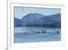 USA, Alaska, Tongass National Forest. Humpback whales surfacing & diving.-Jaynes Gallery-Framed Premium Photographic Print