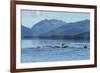 USA, Alaska, Tongass National Forest. Humpback whales surfacing & diving.-Jaynes Gallery-Framed Premium Photographic Print