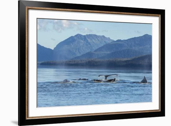 USA, Alaska, Tongass National Forest. Humpback whales surfacing & diving.-Jaynes Gallery-Framed Premium Photographic Print