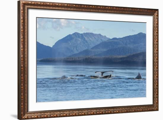 USA, Alaska, Tongass National Forest. Humpback whales surfacing & diving.-Jaynes Gallery-Framed Premium Photographic Print