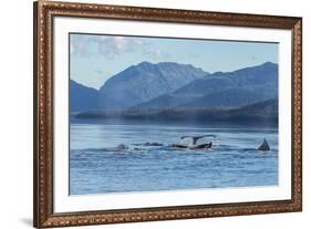 USA, Alaska, Tongass National Forest. Humpback whales surfacing & diving.-Jaynes Gallery-Framed Premium Photographic Print