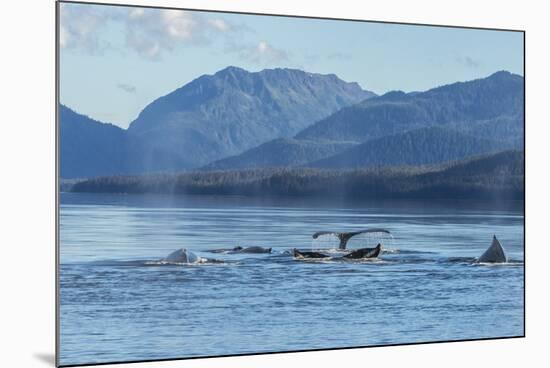 USA, Alaska, Tongass National Forest. Humpback whales surfacing & diving.-Jaynes Gallery-Mounted Premium Photographic Print