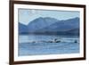 USA, Alaska, Tongass National Forest. Humpback whales surfacing & diving.-Jaynes Gallery-Framed Photographic Print