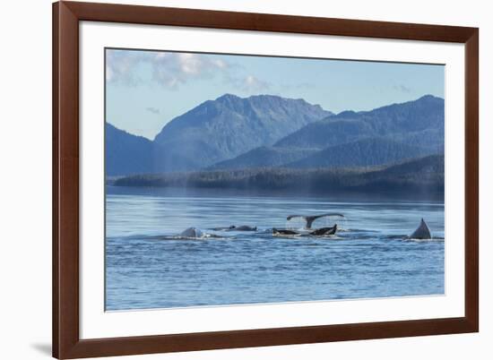 USA, Alaska, Tongass National Forest. Humpback whales surfacing & diving.-Jaynes Gallery-Framed Photographic Print