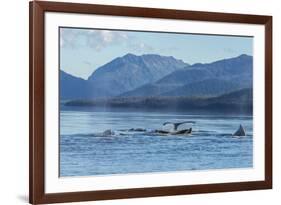 USA, Alaska, Tongass National Forest. Humpback whales surfacing & diving.-Jaynes Gallery-Framed Photographic Print